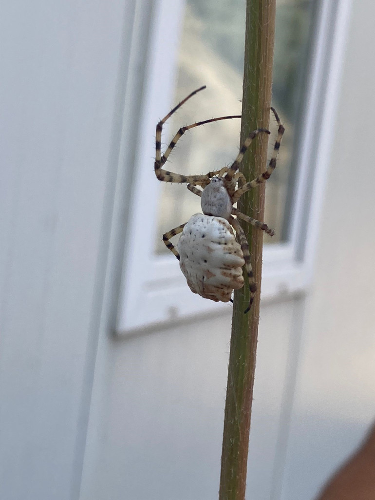 Dünyanın en zehirli örümcekleri arasında gösteriliyordu... Uzmanlardan rahatlatan açıklama