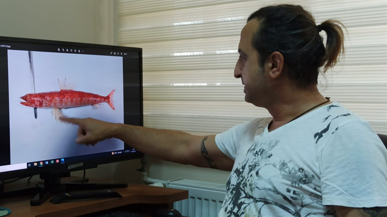 Akdenizde ilk kez görüldü Kızıl lokumun genetik yapıları incelemeye alındı