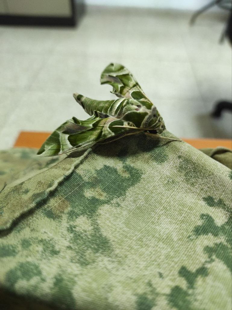 Zehirli zakkum çiçeğiyle besleniyor... Vatandaşlara uyarı: Dokunmayın