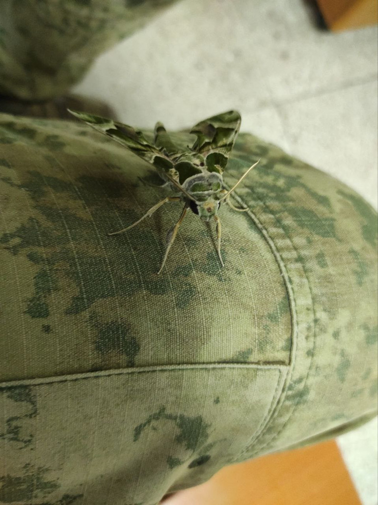 Zehirli zakkum çiçeğiyle besleniyor... Vatandaşlara uyarı: Dokunmayın