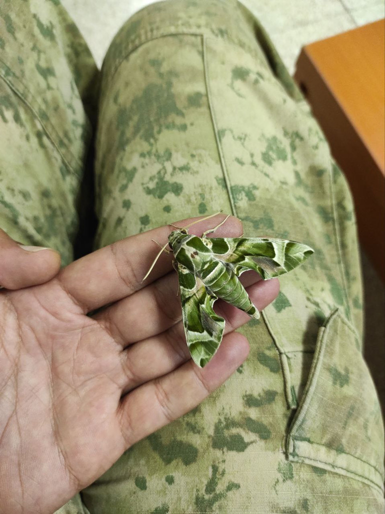 Zehirli zakkum çiçeğiyle besleniyor... Vatandaşlara uyarı: Dokunmayın