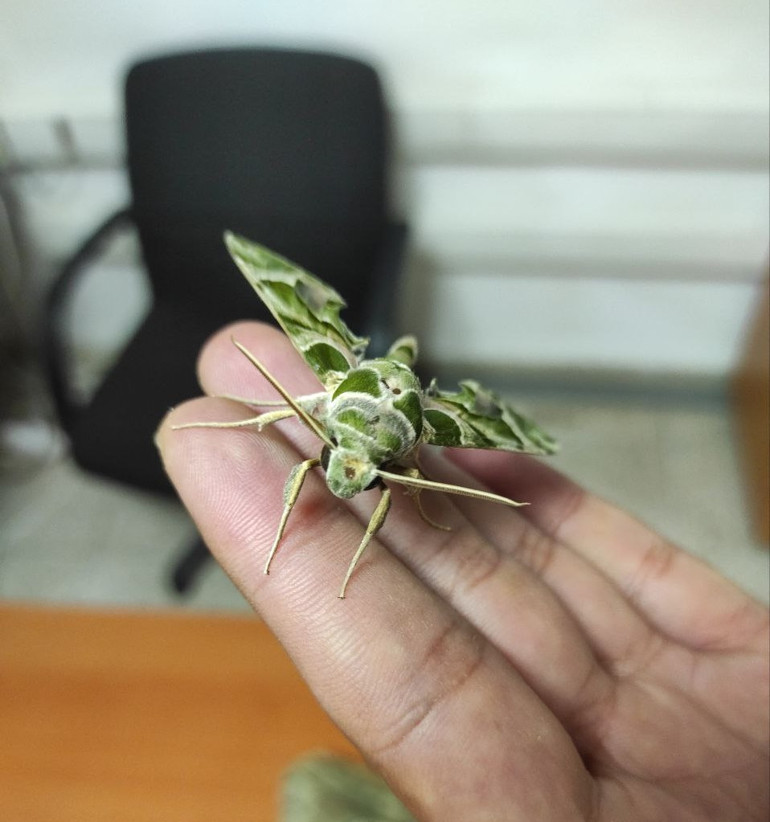 Zehirli zakkum çiçeğiyle besleniyor... Vatandaşlara uyarı: Dokunmayın