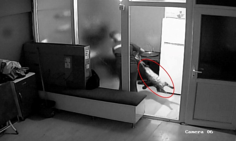 Görüntüler dehşete düşürmüştü Vicdansız çırak serbest bırakıldı