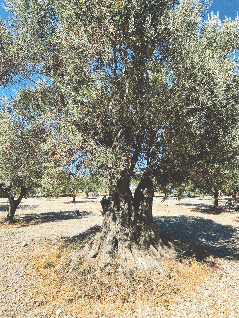 Dünyanın ilk ‘furma’ festivali