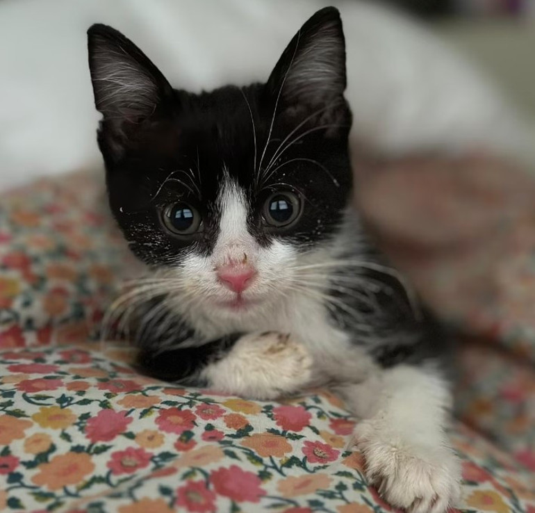 ABDyi karıştıran yavru kedi 7 milyon insan tehlikede...