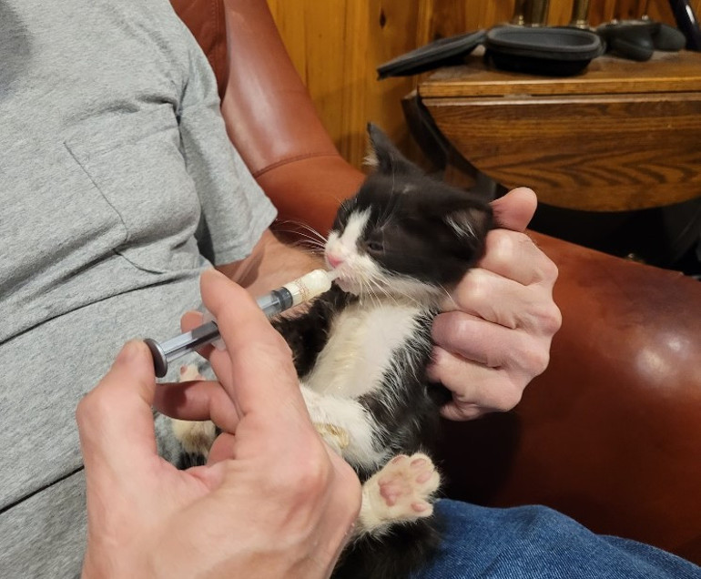 ABDyi karıştıran yavru kedi 7 milyon insan tehlikede...