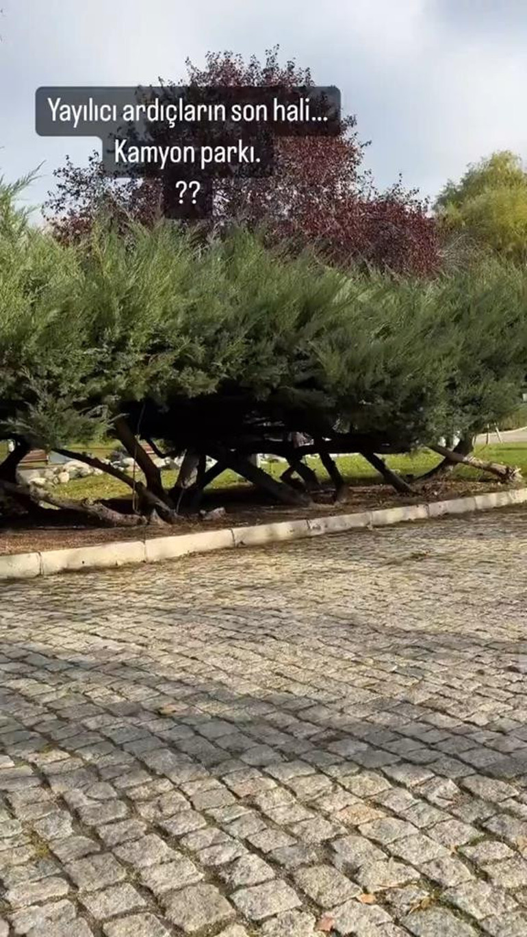 Altınpark’ta budama tepkisi