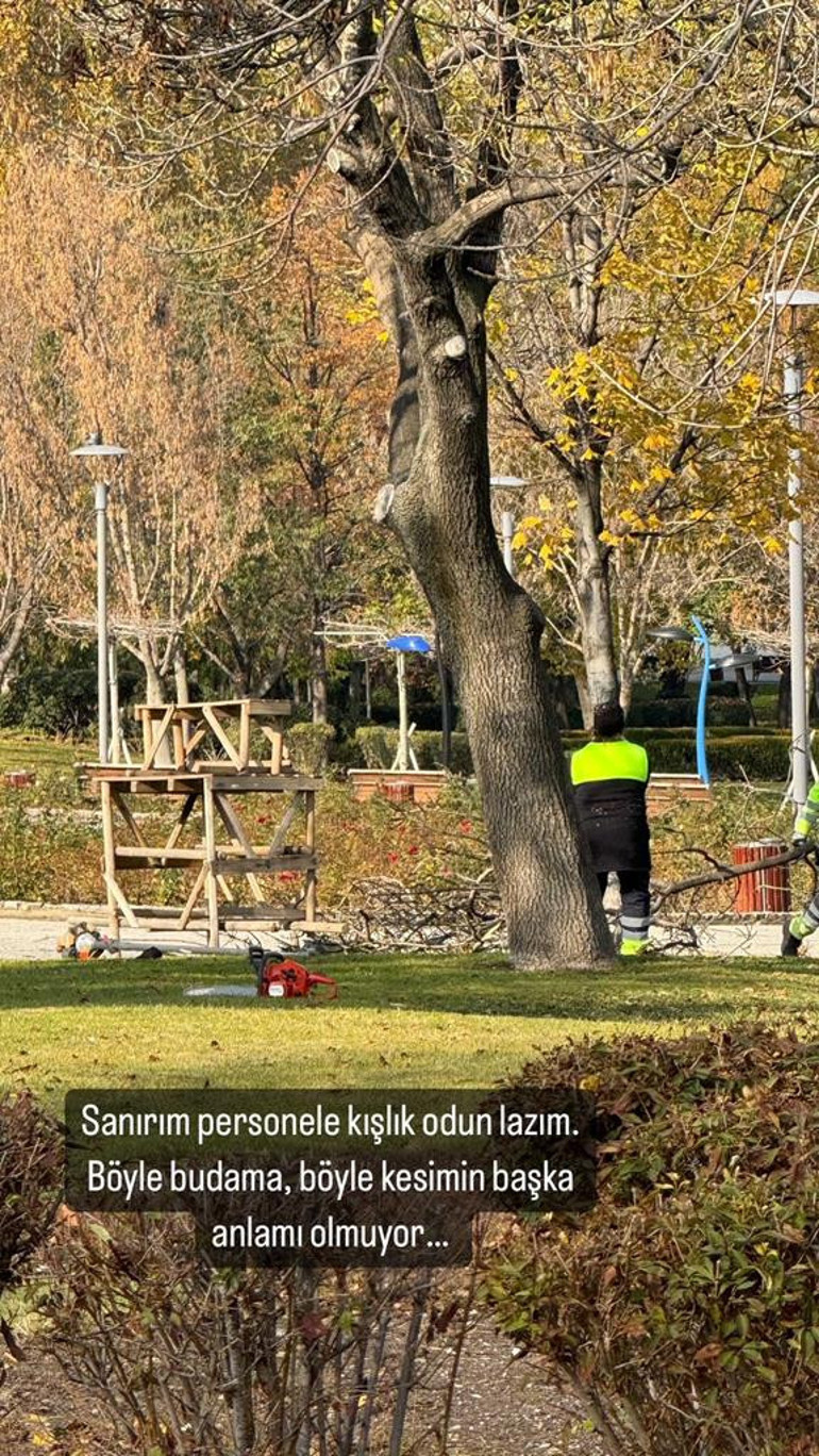 Altınpark’ta budama tepkisi