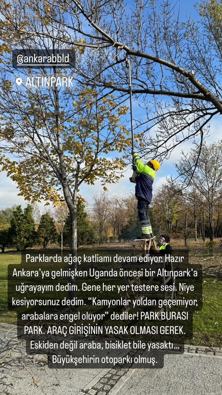 Altınpark’ta budama tepkisi