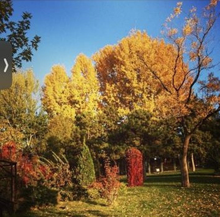 Altınpark’ta budama tepkisi