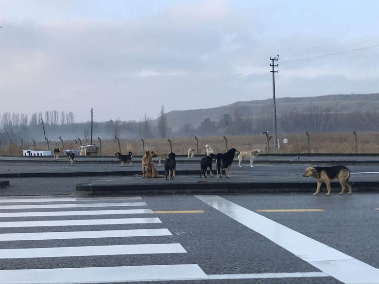 ‘Okula oklava değneklerle gidiyoruz...’
