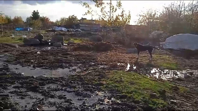 Sokak köpeği 13 yaşındaki çocuğa kâbusu yaşattı: El, yüz ve kalçasından ısırdı