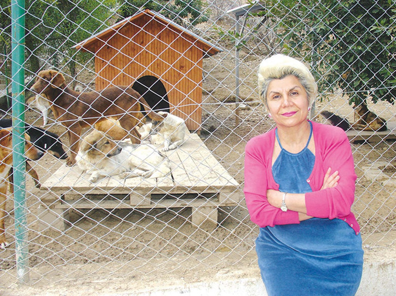 Sokak hayvanı sorununa mercek tuttuk: Kısırlaştır aşılat yaşat
