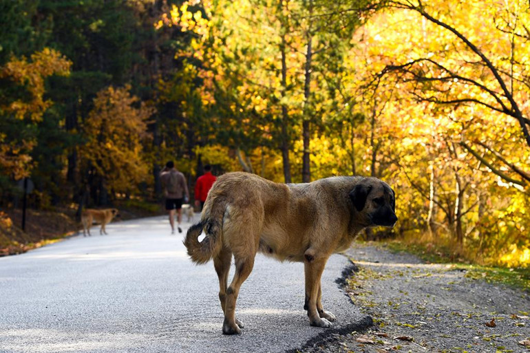 Pandemide kısırlaştırma azaldı sahipsiz köpek sayısı arttı