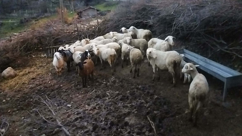 Balıkesirde kamera görüntülerini izleyince dehşete düştüler Komşusu ağıla girip koyunlara işkence yaptı