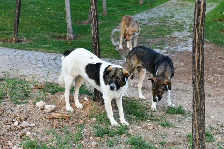Topla kısırlaştır geri bırak ihalesi