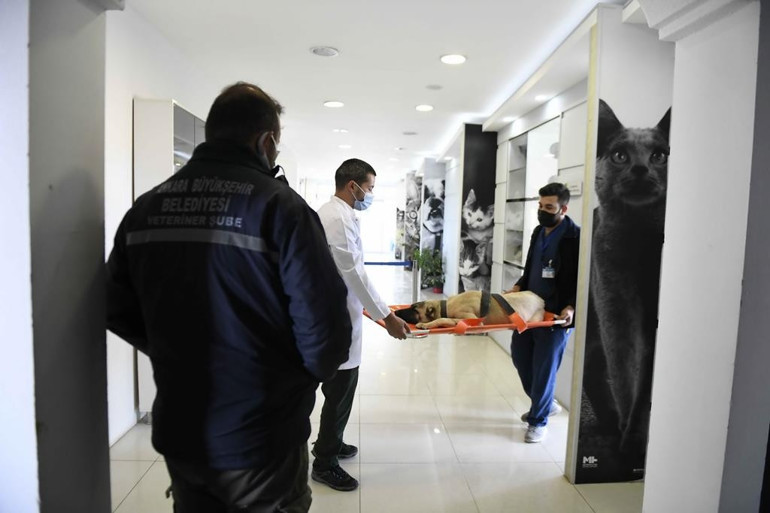 Topla kısırlaştır geri bırak ihalesi