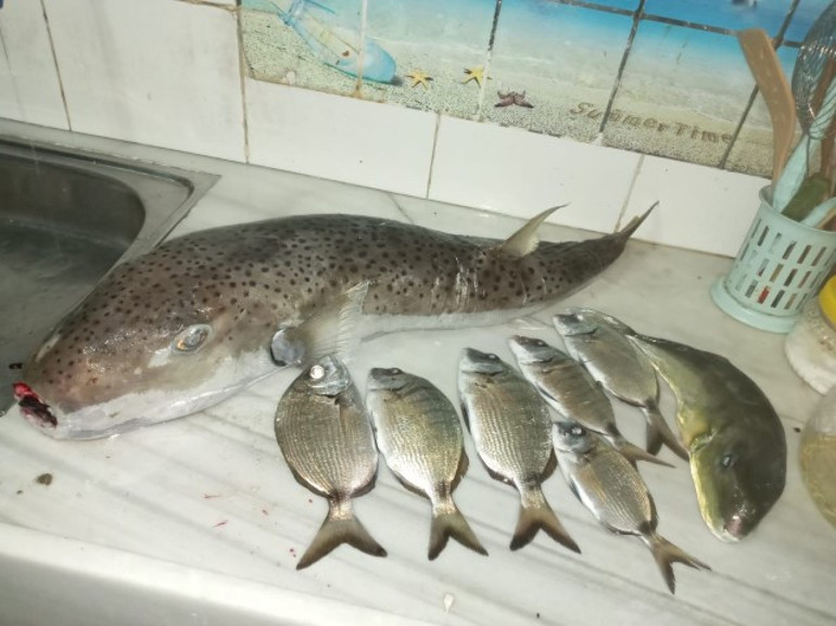 Balon balığı kâbusu: 7 kişilik aile zehirlendi, dede entübe edildi... Balık taze diye zehirli olduğundan şüphelenmedik