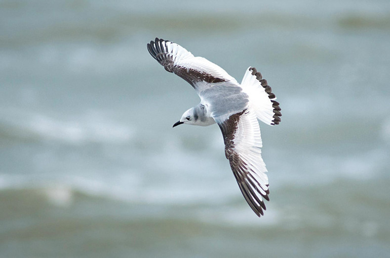 Geçmişin lezzetleri elden ele çoğalıyor