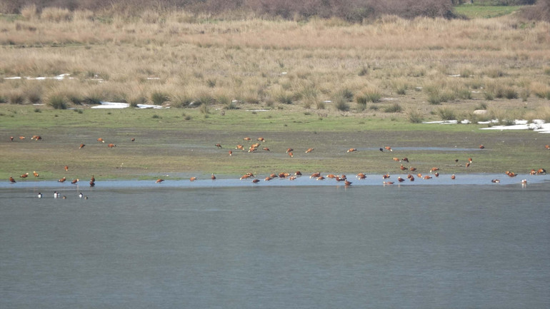 Tamamen kurumuştu... Uzunhızırlı Göleti su tuttu, göçmen kuşlar geri geldi