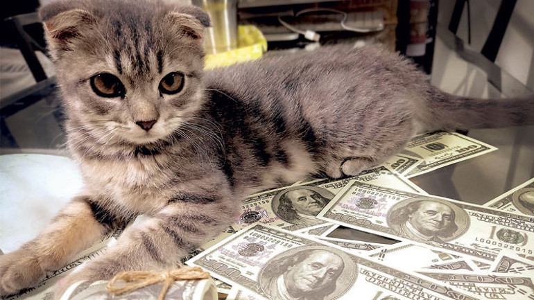 Yeni  trend... Evcil hayvanına miras bırakmak