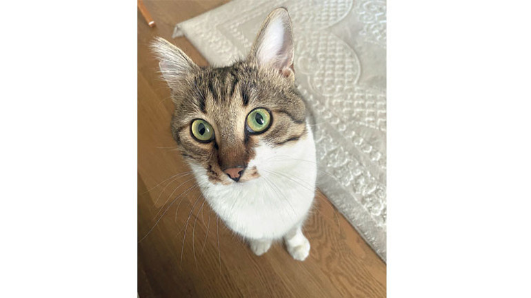 Yeni  trend... Evcil hayvanına miras bırakmak