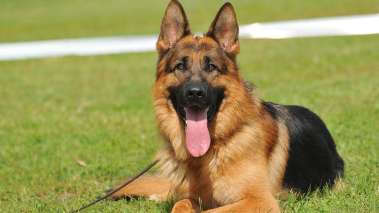 Köpeğinizin sağlığı için sigara içmeyin