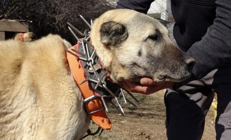 Sivasta kangal köpeklerine kurt önlemi: Çivili tasma