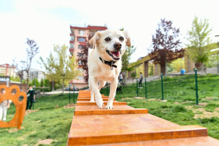 Köpek sahibi olanların iyileştirme beklentileri
