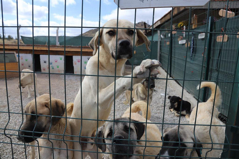 Köpek sahibi olanların iyileştirme beklentileri