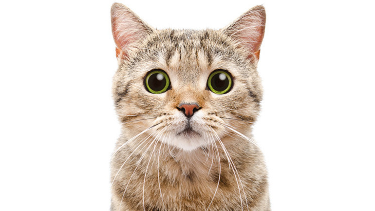 Önce tavlıyor, ardından büyülüyorlar; sonra adımız deliye çıkıyor