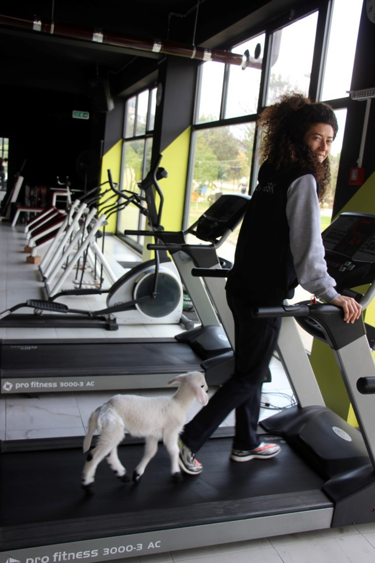 Beden eğitimi öğretmeni ile sahiplendiği kuzudan renkli görüntüler
