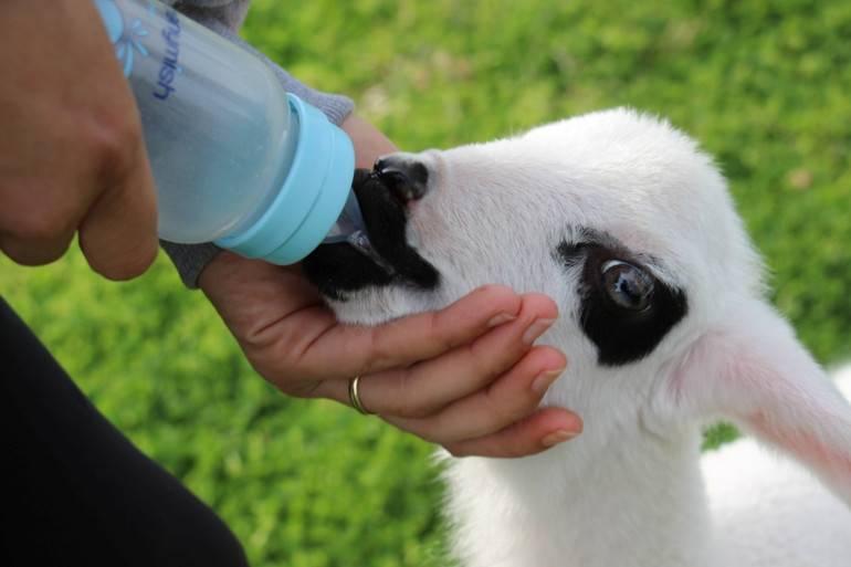 Beden eğitimi öğretmeni ile sahiplendiği kuzudan renkli görüntüler