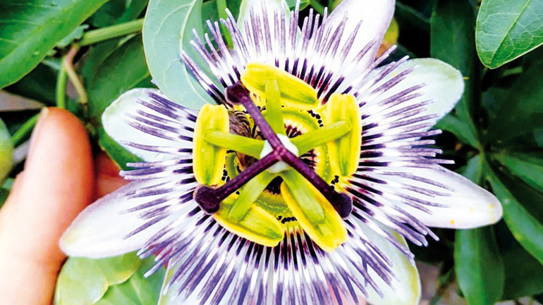 Bergamalı Galen’in 2 bin yıllık şifa reçeteleri