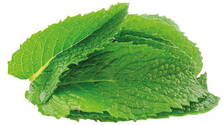 Bergamalı Galen’in 2 bin yıllık şifa reçeteleri