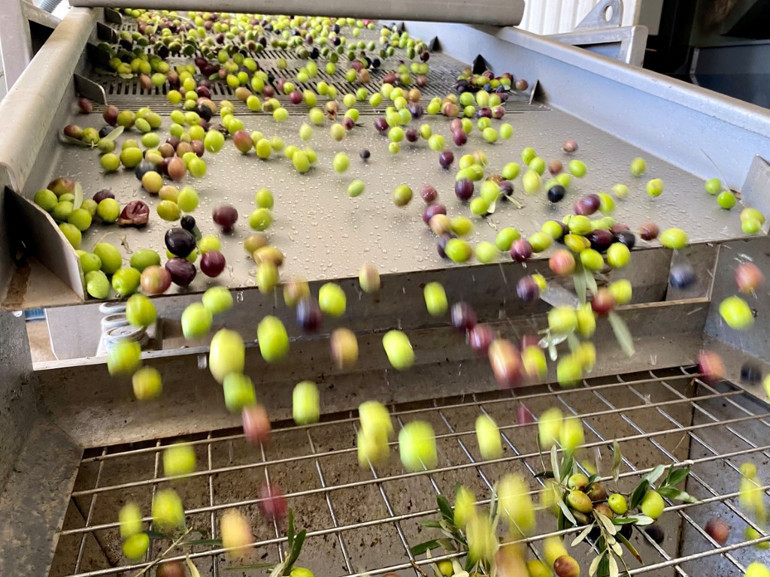 Zeytinyağının iyisi nasıl seçilir Rengi, şişesi, tadı kalitesi hakkında bilgi verir mi