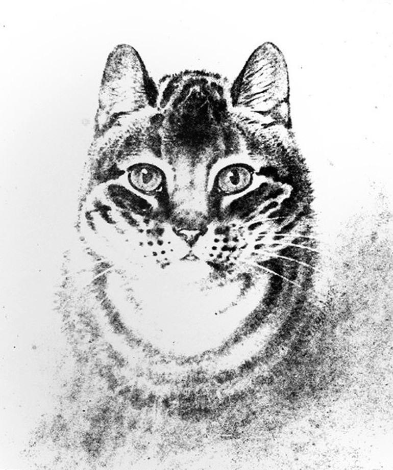 Tarihin ilk kedi fotoğrafı