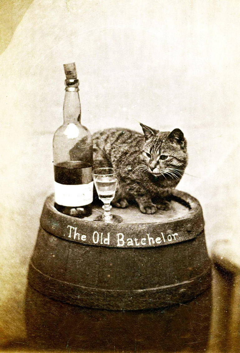 Tarihin ilk kedi fotoğrafı