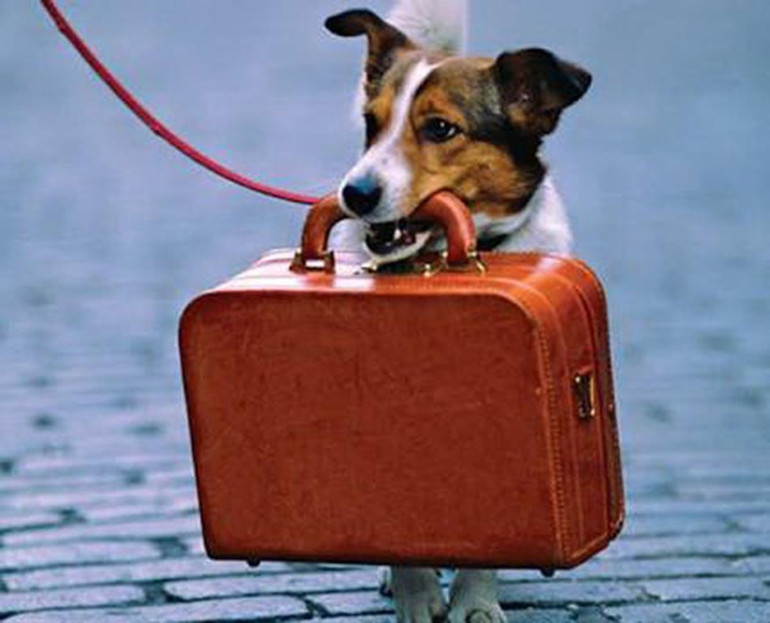 Köpeğinizle seyahat ederken dikkat etmeniz gerekenler