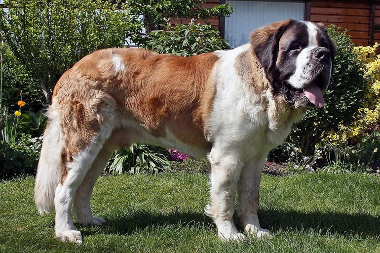 Köpek ırklarının enleri