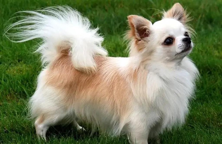 Köpek ırklarının enleri