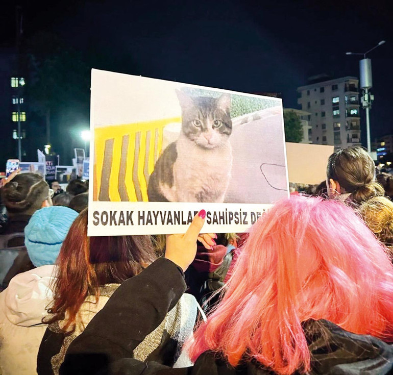 Kediler yalnız değildir