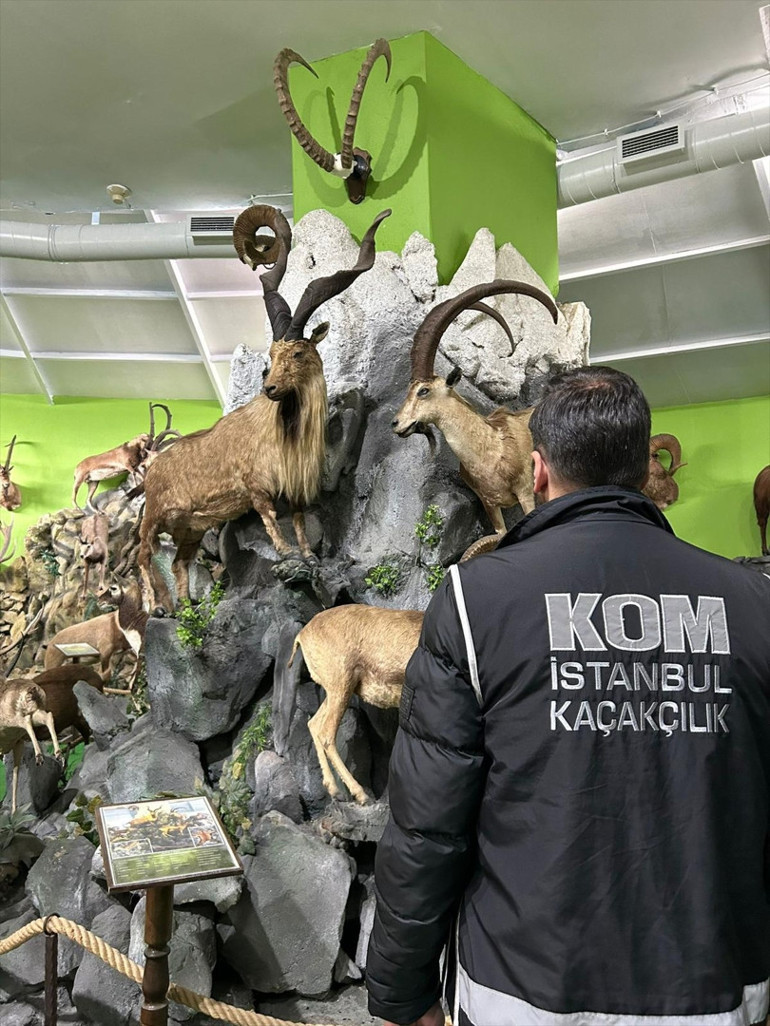 Türkiyedeki son Anadolu kaplanını öldürmüş... Ali Haydar Üstayın kaçak hayvan müzesine operasyon Detaylar şoke etti