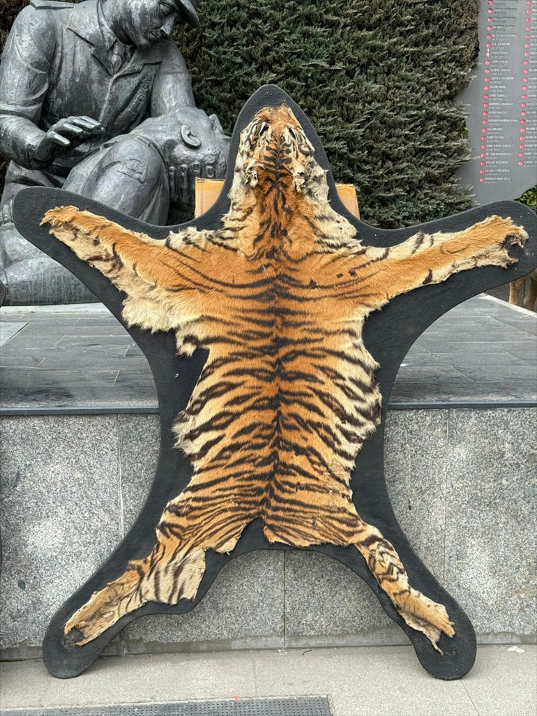 Türkiyedeki son Anadolu kaplanını öldürmüş... Ali Haydar Üstayın kaçak hayvan müzesine operasyon Detaylar şoke etti