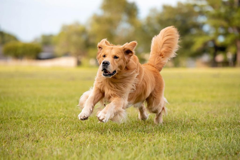 Büyükşehirlerde yaşayan köpeklerin karşılaştığı zorluklar