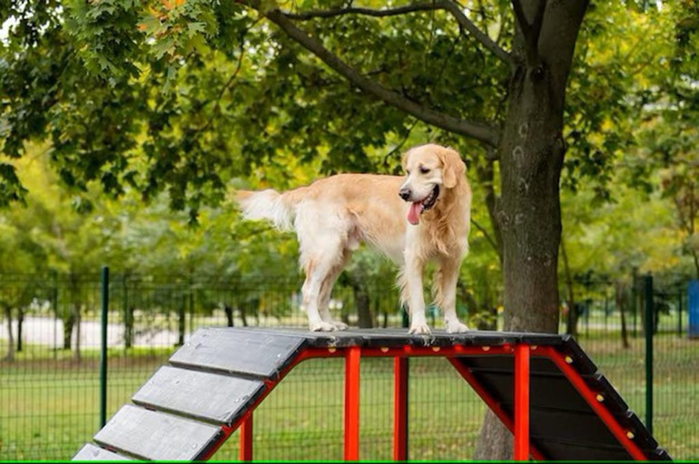 Büyükşehirlerde yaşayan köpeklerin karşılaştığı zorluklar