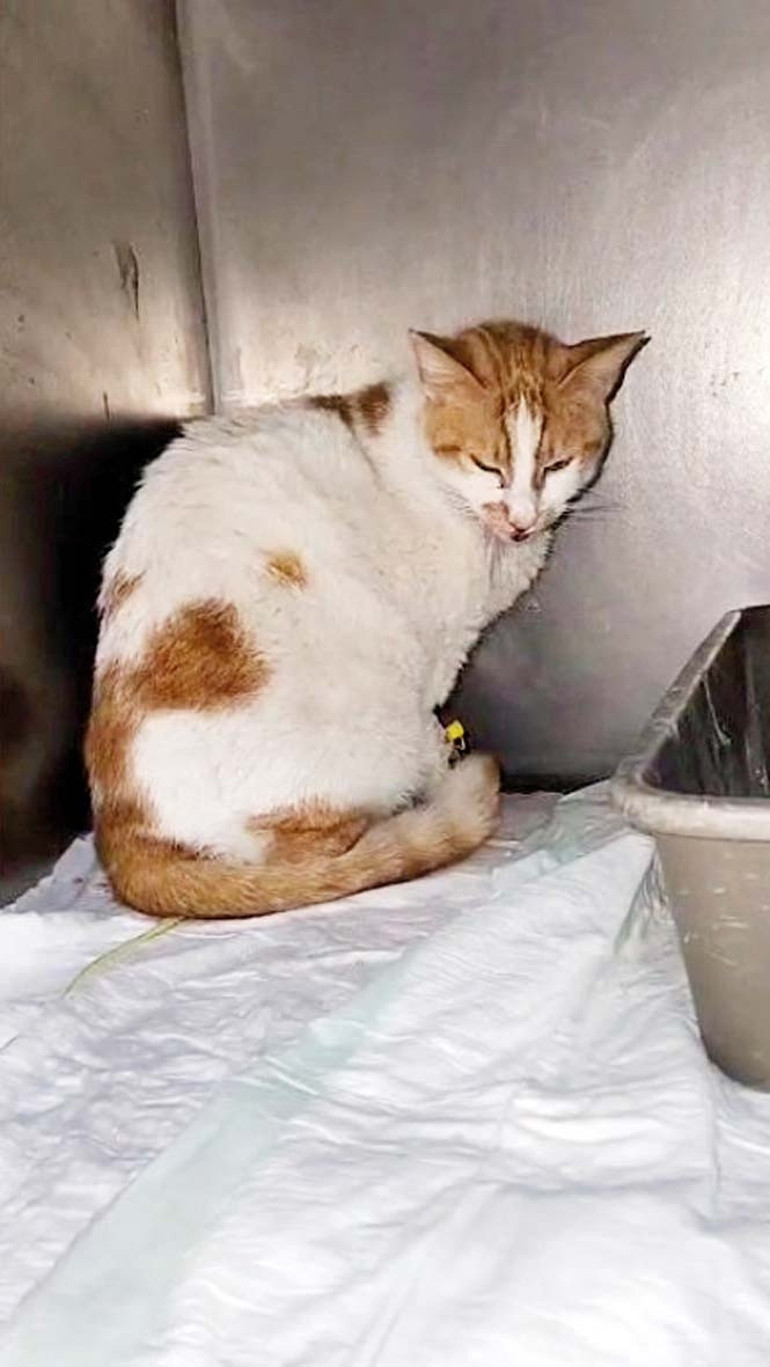 Kedi ‘faruk’ gözetmeni yedi