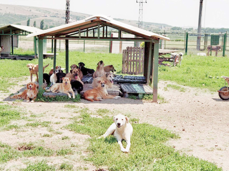 4 Nisan Dünya Sokak Hayvanları Günü: Sevgiyi ve ilgiyi hak ediyorlar