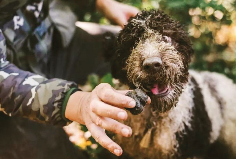 Trüf ülkesi Türkiye