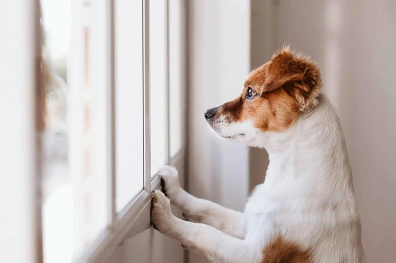 Köpeğim evde yalnız kalamıyor...